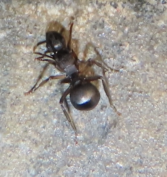 Polyrhachis durbanensis