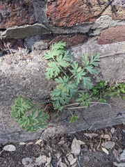 Dicentra formosa