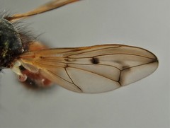 Myopa vicaria