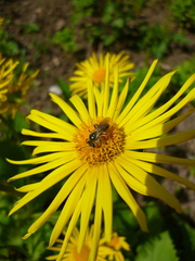 Halictus