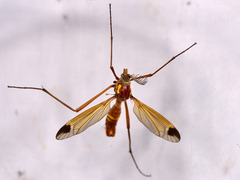 Ctenophora ornata