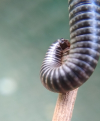 Ommatoiulus sabulosus aimatopodus