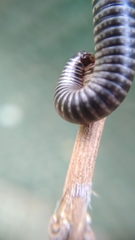 Ommatoiulus sabulosus aimatopodus