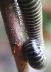 Ommatoiulus sabulosus aimatopodus