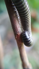 Ommatoiulus sabulosus aimatopodus