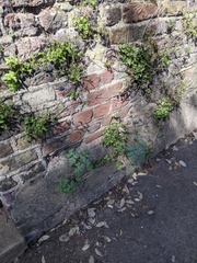 Dicentra formosa