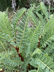 Astragalus pycnostachyus pycnostachyus