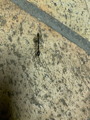Camponotus etiolipes