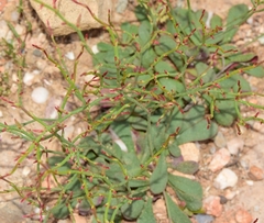 Limonium echioides