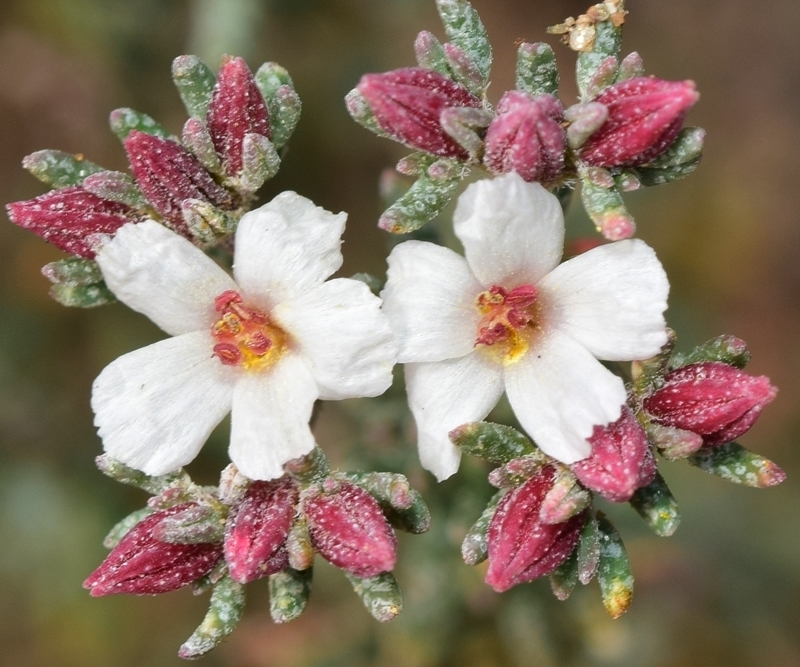 Frankenia corymbosa