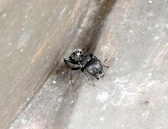 Camponotus amphidus
