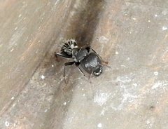 Camponotus amphidus