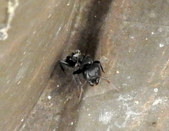Camponotus amphidus