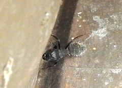 Camponotus amphidus