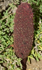 Cynomorium coccineum