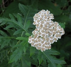 Tanacetum macrophyllum
