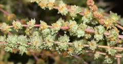 Atriplex glauca