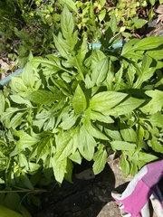 Ambrosia trifida trifida