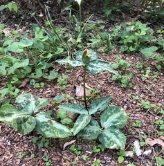 Trillium decipiens