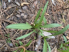 Marshallia legrandii