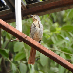 Cichladusa arquata