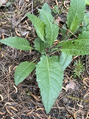 Parthenium auriculatum