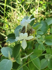 Barleria albostellata