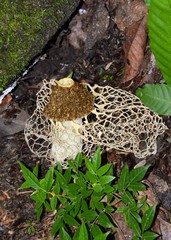 Phallus haitangensis