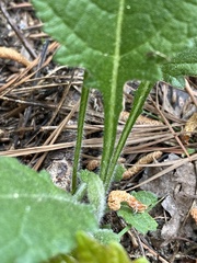 Parthenium auriculatum