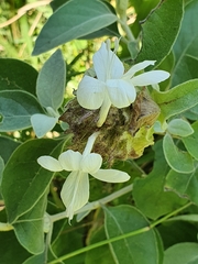 Barleria albostellata