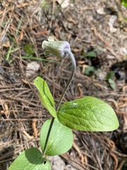 Clematis ochroleuca