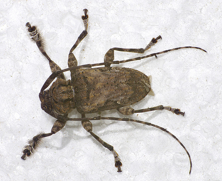 plumeria long-horn borer