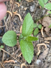Eupatorium godfreyanum