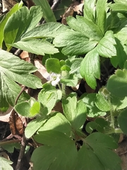 Veronica hederifolia