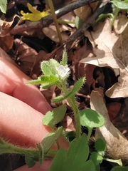 Veronica hederifolia