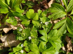 Veronica hederifolia