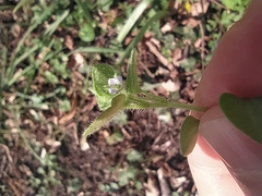 Veronica hederifolia