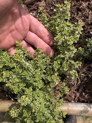 Thymus × citriodorus