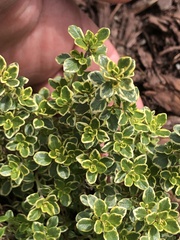 Thymus × citriodorus