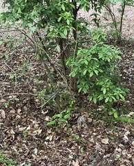 Rhododendron carolinianum