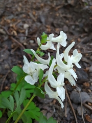 Corydalis cava