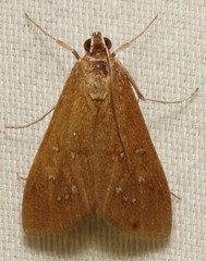 Diastictis