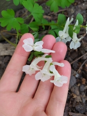 Corydalis cava