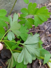 Corydalis cava