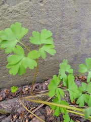 Corydalis cava