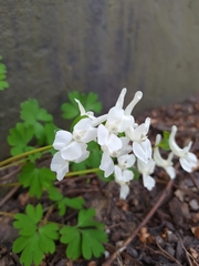 Corydalis cava