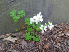 Corydalis cava