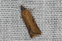 Constrictana constrictana