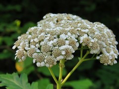 Tanacetum macrophyllum