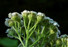 Tanacetum macrophyllum